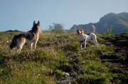 02 Dori (la lupacchiotta di Erica Gritti) a sx e Bownie (il cane di Brunella Bertuletti)